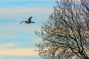 Canal Farm- click for photo gallery